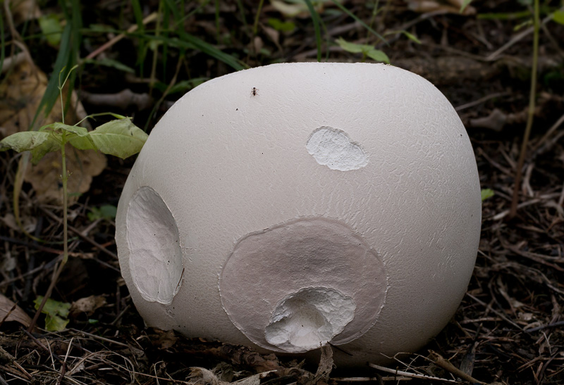 Calvatia gigantea